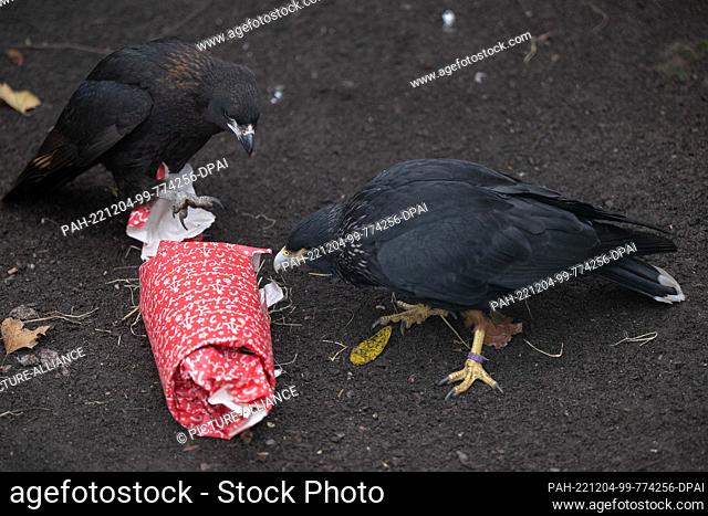04 December 2022, Hessen, Frankfurt/Main: Falkland's caracaras unwrap a gift in their enclosure at Frankfurt Zoo. The package contains insects