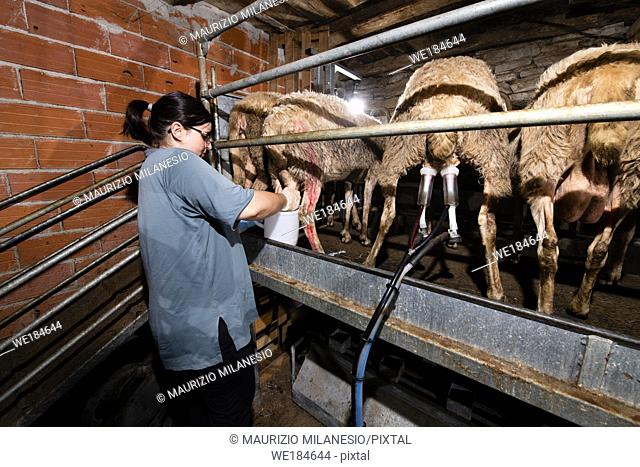 Breeder milks sheep in her stable