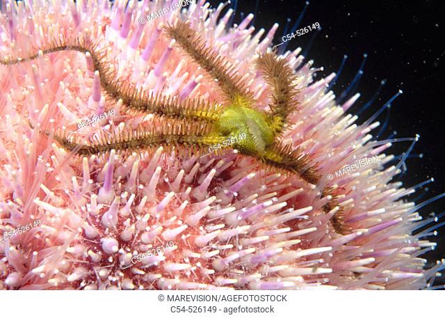 Brittle Star (Ophiothrix fragilis) on Sea Urchin (Echinus esculentus). Galicia, Spain