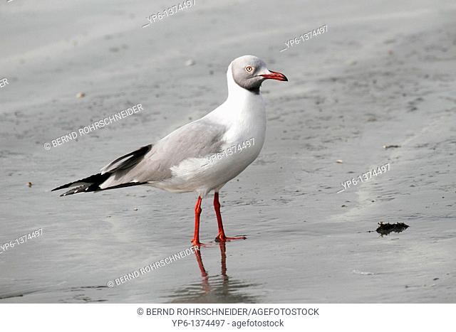 Grey-headed Gull Larus cirrocephalus, standing on beach, The Gambia, Africa