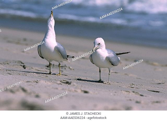 Ring-billed Gulls, courting Pair (Larus delawarensis), Cape May, NJ