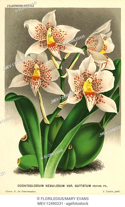 Rhynchostele aptera orchid (Odontoglossum nebulosum var. guttatum). Chromolithograph by P. de Pannemaeker from Jean Linden's l'Illustration Horticole, Brussels