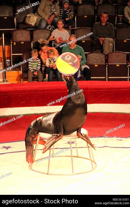Trained fur seals making show with balls on circus arena. Marine mammals performing in arena of circus. Performance of fur seals in circus