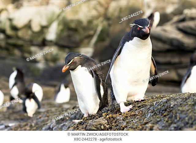 Rockhopper penguin (Eudyptes chrysocome), subspecies southern rockhopper penguin (Eudyptes chrysocome chrysocome). South America, Falkland Islands, January