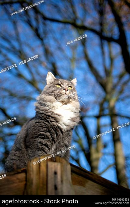 low angle view of a blue tabby maine coon cat sitting on rooftop of a shed looking at garden
