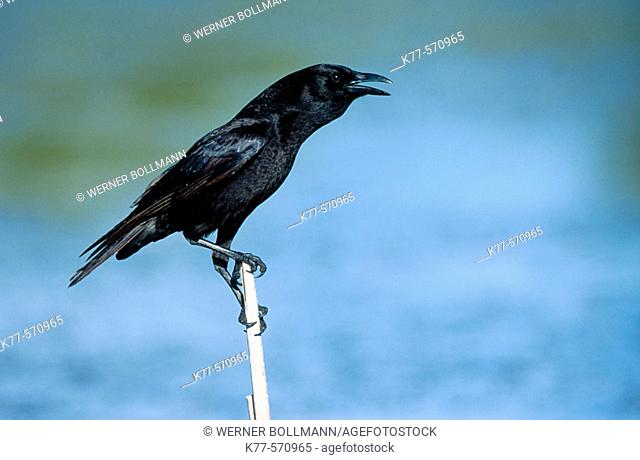 American Crow (Corvus brachyrhynchos). Everglades NP. Florida. USA