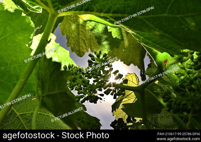 16 June 2021, Bavaria, Escherndorf: Young grapes are standing in the sunshine in the Escherndorfer Lump vineyard. Due to the cold spring
