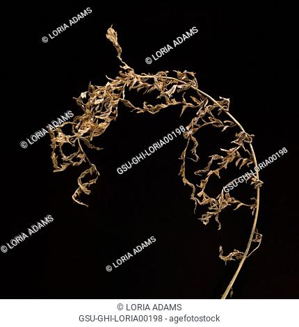 Dried Grass against Black Background