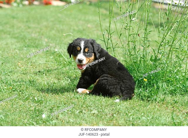 Bernese mountain dog - puppy lying on meadow