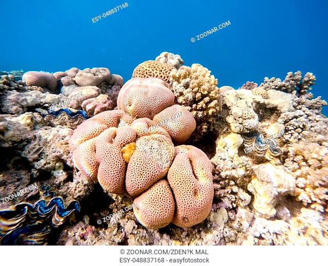 beautiful colorful coral garden in red sea, Marsa Alam, Egypt