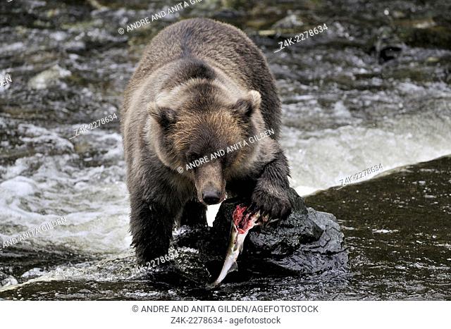 Grizzly Bear (Ursus arctos horribilis) eating Salmon, Glendale river, Canada