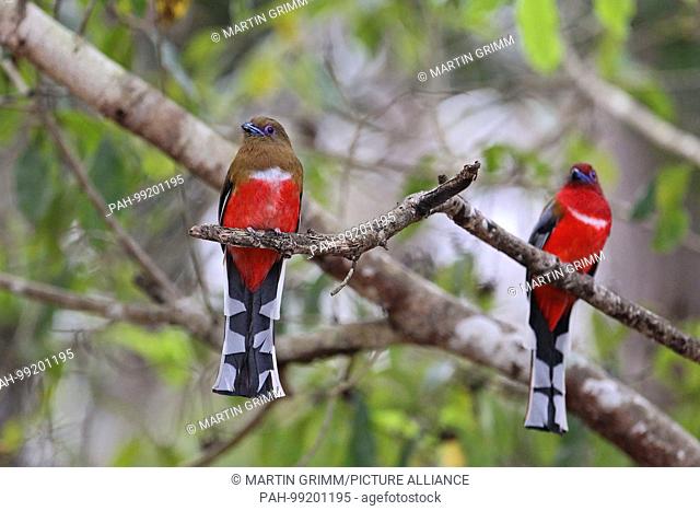 Red-headed trogon (Harpactes erythrocephalus) male and female sitting on a branch in rainforest, Kaeng Krachan, Thailand | usage worldwide