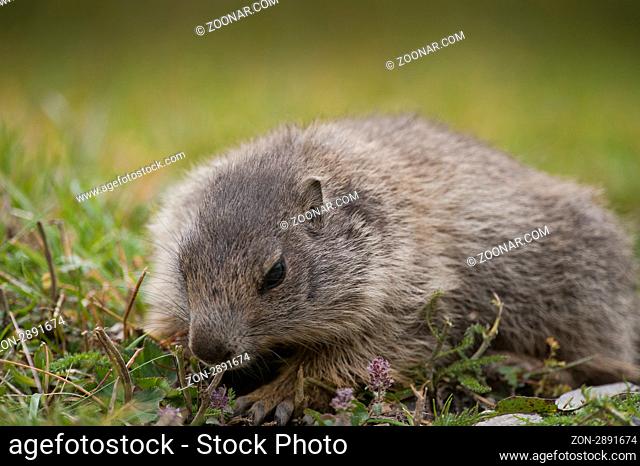 Murmeltier, Alpenmurmeltier, (Marmota marmota), Aversertal Graubünden, Schweiz / Marmot (Marmota marmota), Grison, Switzerland