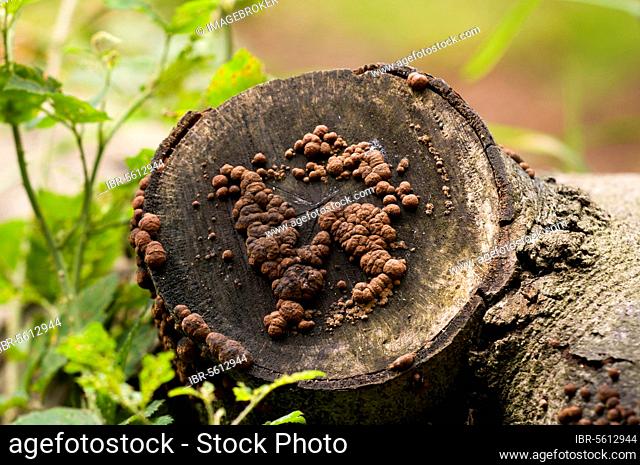 Beech Woodwart (Hypoxilon fragiforme) fruiting bodies, growing from cut end of rotting log, Clumber Park, Nottinghamshire, England, United Kingdom, Europe
