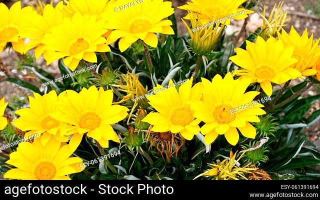 Yellow wild chrysanthemums. Blooming chrysanthemums in spring in Israel