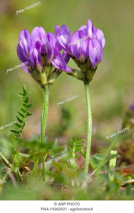 Purple Milk-vetch Astragalus danicus - Harras Oberheldrungen, Harz, KyffhÃ¨userkreis, Thuringia, ThÆ’ringen, Germany, Europe