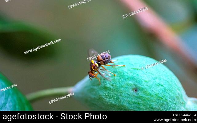close up of a major agricultural pest, the queensland fruit fly laying eggs in a ripe fruit
