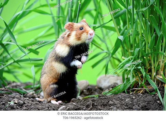 Common hamster (Cricetus cricetus) standing, captive, Alsace, France