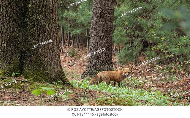 A fox in a wooded area looking at the camera