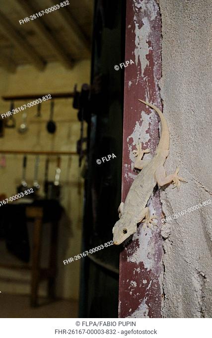 Yellow-bellied House Gecko Hemidactylus flaviviridis adult, clinging to wall of building, Socotra, Yemen