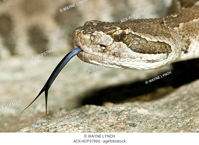 Western rattlesnake Crotalus oreganus, southern Okanagan Valley, British Columbia