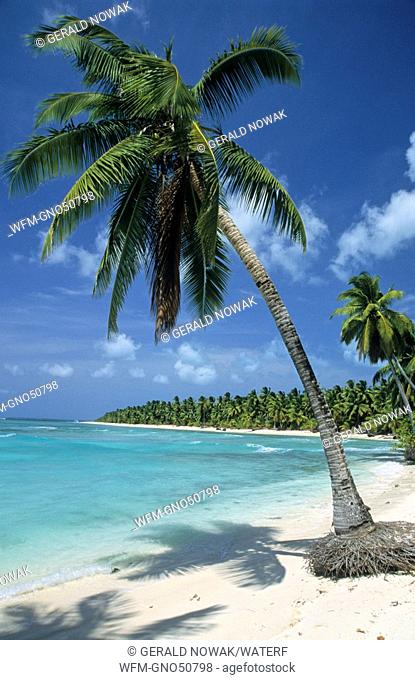 Coconut Palm Tree at Beach, Cocos Keeling Islands, Australia