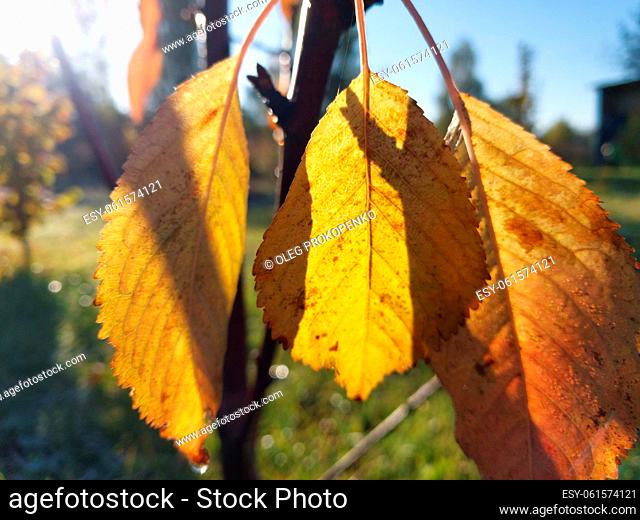 Sunlight filtering through autumn the foliage