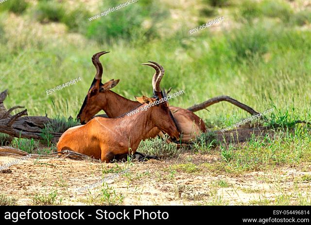 Red Hartebeest, Alcelaphus buselaphus caama, in Kalahari, green desert after rainy season. Kalahari Transfrontier Park, South Africa wildlife safari