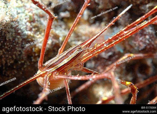 Arrow crab (Stenorhynchus lanceolatus), Cape Verde Islands, Cape Verde, Atlantic Ocean, Africa