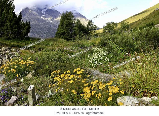 France, Hautes Alpes, Villar d'Arene, Col du Lautret, Alpine botanical garden of Lautaret, Massif du Grand Galibier (3200), Rock of plants of the Caucasus