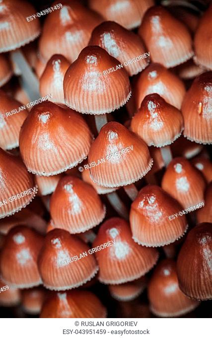 many little mushrooms on a tree stump close-up