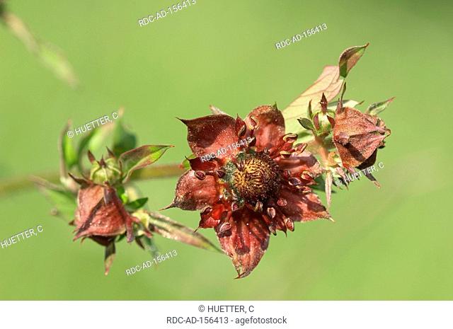 Marsh Cinquefoil North Rhine-Westphalia Germany Potentilla palustris Comarum palustre Puple Cinquefoil