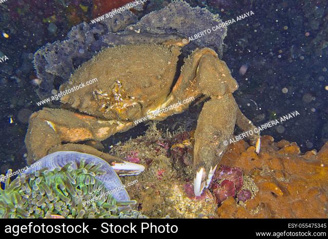 De Haan's Sponge Crab, Lauridromia dehaani, Lembeh, North Sulawesi, Indonesia, Asia