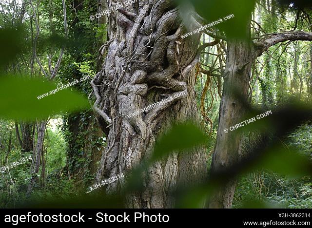 Grosses lianes de lierre grimpant, evoquant un corps humain, autour du tronc d'un arbre, Departement d'Eure-et-Loir, region Centre-Val-de-Loire, France, Europe