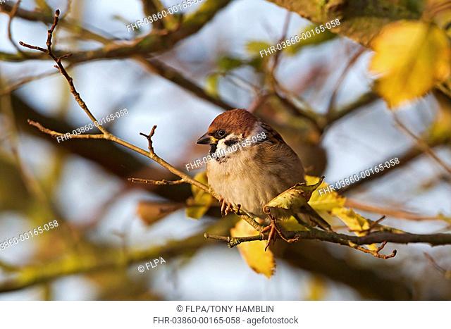 Eurasian Tree Sparrow Passer montanus adult, perched on twig in birch tree, Warwickshire, England, november