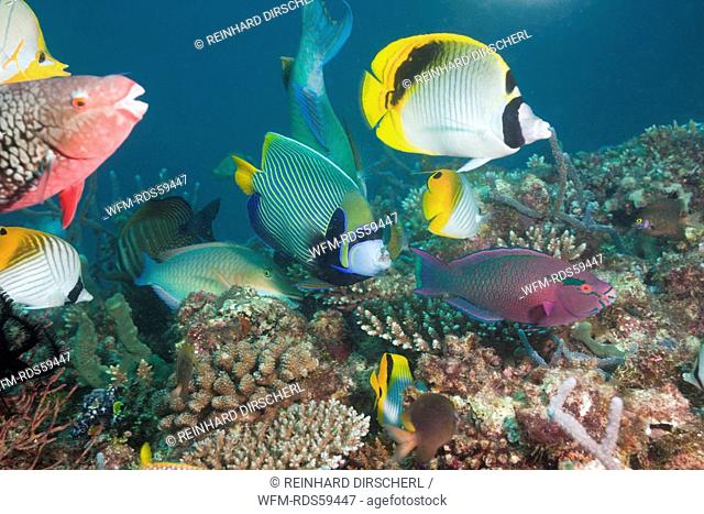 Coralfishes on Coral Reef, North Ari Atoll, Maldives