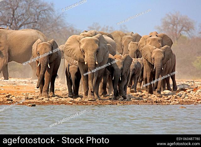 Eine Herde Elefanten am Wasserloch klein Namutoni im Etosha Nationalpark in Namibia