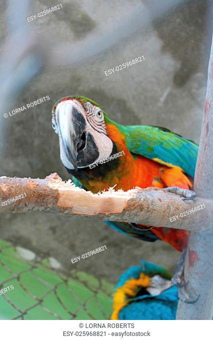 blue-and-orange macaw parrot (ara ararauna) perched