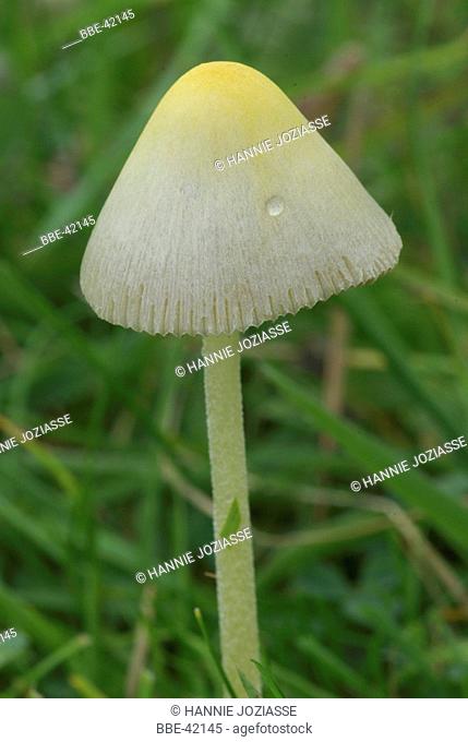 Rain drop on cap of Bolbitius vitellinus, Yellow Field Cap
