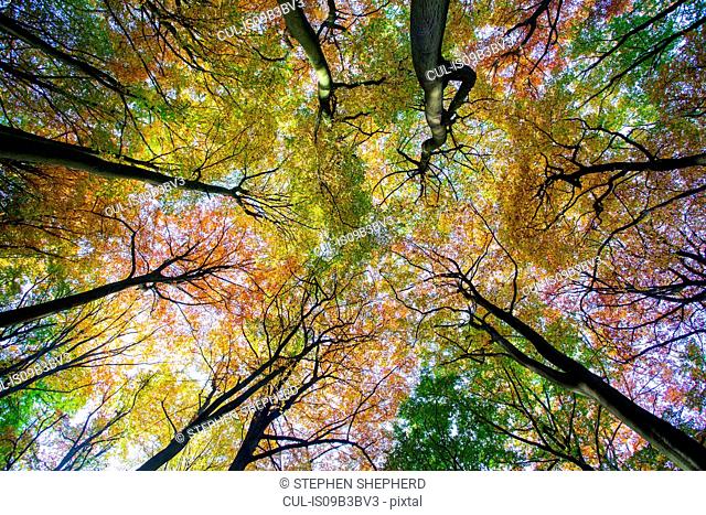 Low angle view of autumn trees against blue sky in forest