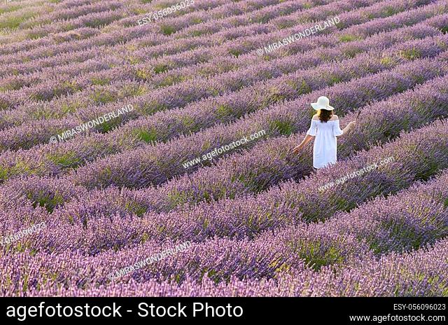 Woman in a white dress seen on her back walking between the lavender fields in France