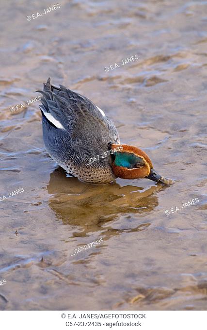 Teal Anas crecca male feeding on mudflats December at Titchwell RSPB Reserve