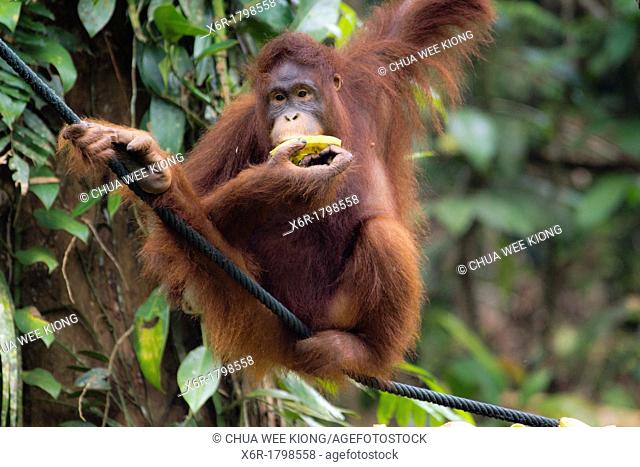 Borneo Orang Hutang