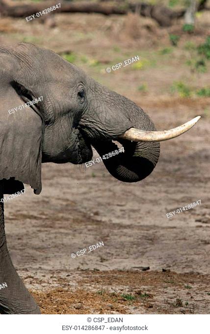 Elephant drinking