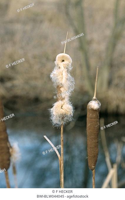 common cattail, broad-leaved cattail, great reedmace, bulrush Typha latifolia, ripe infructescence