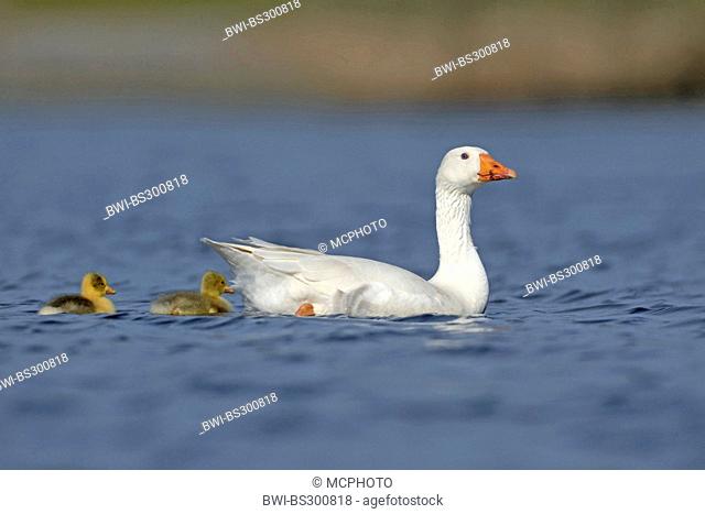 domestic goose (Anser anser f. domestica), feral bird swimming on a lake with chicks