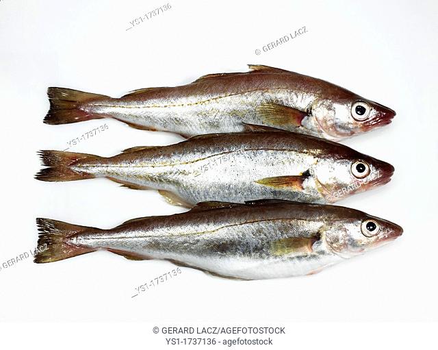 Whiting, merlangius merlangus, Fresh Fishes against White Background