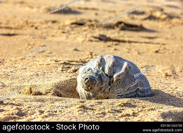 Rapana mollusk and shell on sand