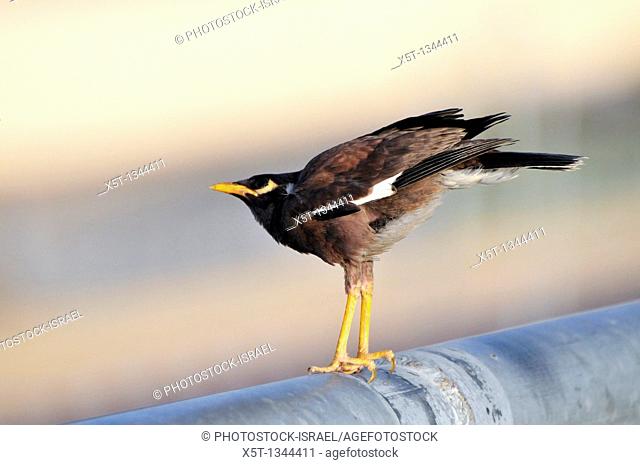 Common myna or Indian Myna Acridotheres tristis  This bird is native to southern Asia from Afghanistan to Sri Lanka  The Myna has been introduced in many other...