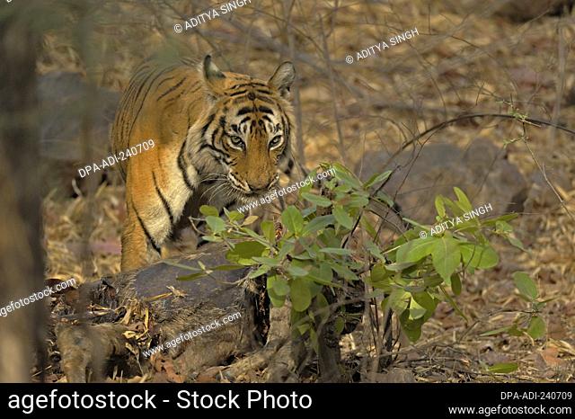 Wild tiger on his deer kill in the dry deciduous habitat in Ranthambore tiger reserve, India